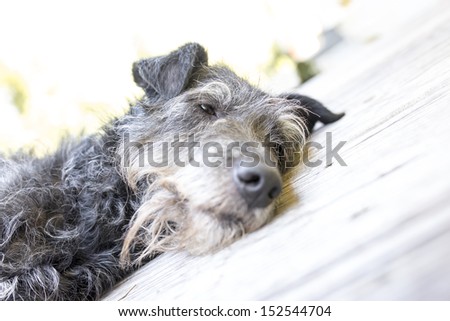 Closeup of black dog resting.