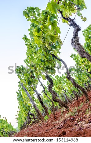 Vineyard on red soil in summertime.