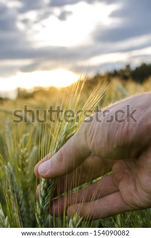 Male hand holding ripening  wheat ear growing in field.