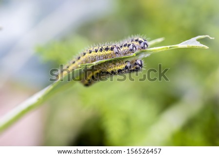 Macro shot of cabbage butterfly caterpillars eating broccoli leaves in a garden.