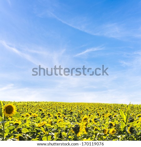 Field, of heliotropic yellow sunflowers in summer sunlight with their heads turned to face the source of the sun as their seeds ripen to provide sunflower oil and animal fodder