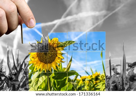 Crop of sunflowers in the field with a man replacing the background black and white image with colour on cubes