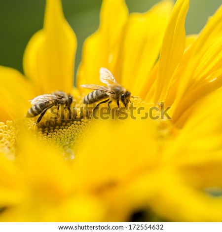 Two honey bees, Apis mellifera, foraging for nectar and pollen on a yellow sunflower, of importance in the production of honey as well as being critical to agriculture for the pollination of the crops