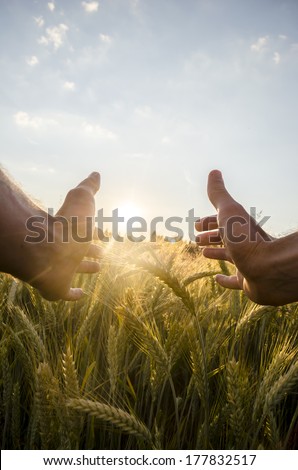 Man cupping the sun with his hands over a field of ripening wheat in an agricultural field with sun flare.