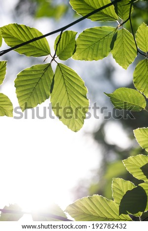 Frame of beech leaves with strong white light in the bottom left corner of the photo.