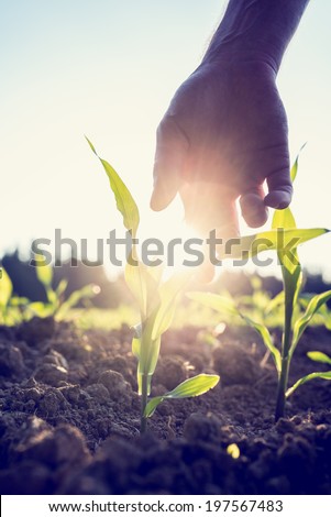 Retro image of male hand reaching down to a young maize plant growing in an agricultural field backlit by a bright early morning burst of sunlight with sun flare around the plant and hand.