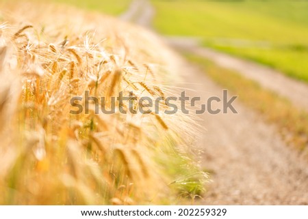 Golden wheat field edge with country road. Shallow dof.