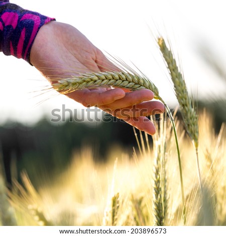 Woman holding a ripening ear of wheat gently in her hand displaying it to the camera in a summer wheat field.