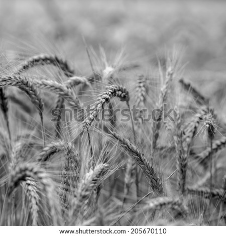 Greyscale agricultural background of ripening ears of wheat in a field in square format.
