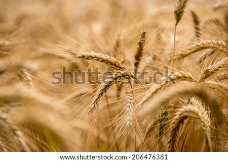 Background of ears of golden ripening wheat in an agricultural field with selective focus to ears in the center of the frame.