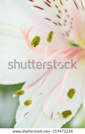 Detail of a white day lily flower showing the delicate petals and the throat of the bloom with the stamens and pistils for pollination and reproduction.