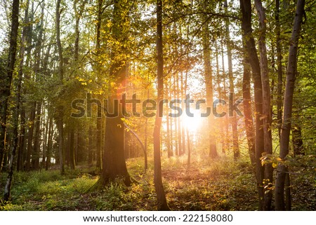 Sun shining through trees in a forest lighting up the trunks and forest floor with a warm glow in a nature and environmental background.