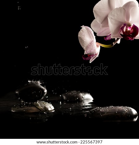 Black Spa or Massage Stones on Water with Beautiful Fresh Flower, Isolated on Black Background.