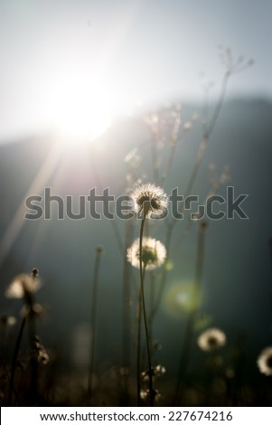 Dandelion clocks with their fluffy delicate seed heads backlit by a hot sun with bright sun flare for an ethereal nature background.