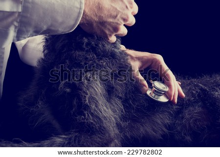 Close up Professional Veterinarian Examines Black Hairy Puppy Dog Using Stethoscope on Black Background, Toned Retro Effect.