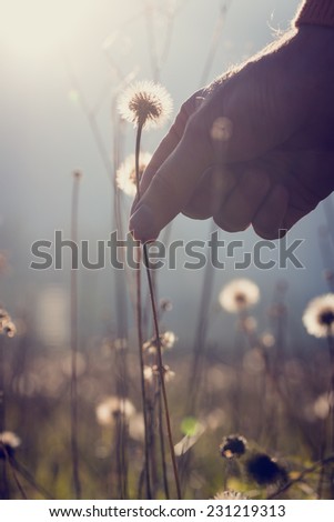Hand of a man reaching down to pick a dandelion clock with its fragile seed head backlit by the morning sun and mist, conceptual image.