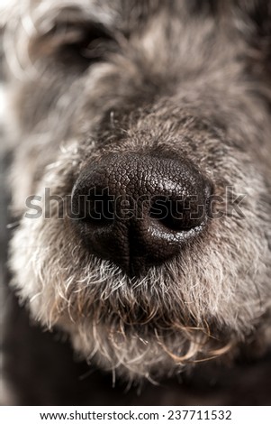 Close up of the wet nose of a dog showing the nostrils and texture of a pet.