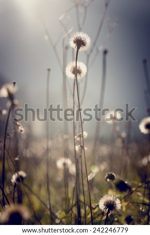 Dandelion clocks with bright sun flare for an ethereal nature background, retro effect faded look.