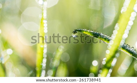 Blades of green grass with glistening raindrops and a background bokeh of sparkling sunlight on moisture , nature, eco or bio background.