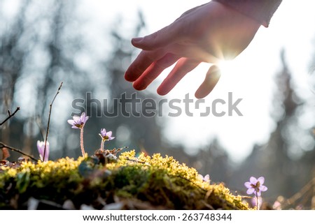 Hand of a man above a mossy rock with new delicate blue flower back lit by the sun. Concept of human caring and protecting for nature.