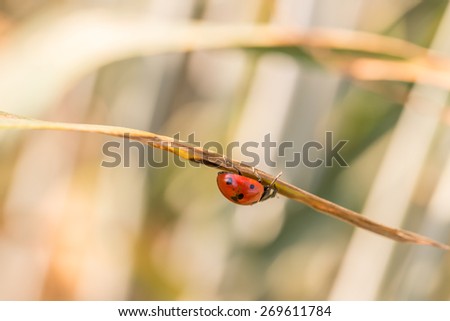 Close Up Profile of Red Lady Bug Crawling on Under Side of Dried Plant Leaf with Out of Focus Background.