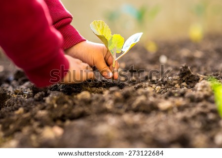 Person transplanting a fresh green young seedling into the ground conceptual of spring, gardening and plant or crop cultivation, low angle view of the hands and plant.