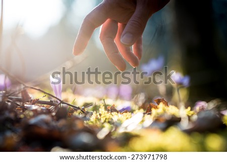 Conceptual image with a close up of the hand of a man above a new delicate blue flowers in a shaft of sunlight in a spring garden.
