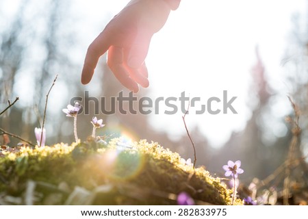 Hand of a man above a blue flower back lit by the sun in a garden, suitable for business,  life and spirituality concepts.