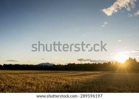 Sunrise over a field of ripening wheat with a fiery sunburst peeping over the treetops at the side of the field, landscape view.