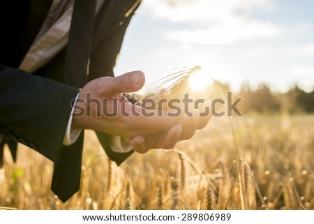 Businessman cupping a ripe ear of wheat in his hands holding it in front of the fiery orb of the rising morning sun in a conceptual image, close up of his hands.