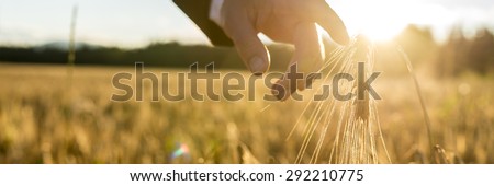 Businessman reaching down with his finger touching an ear of golden wheat in a wheat field at sunset backlit by the golden sun. Conceptual of turning back to nature for inspiration and peace of mind.