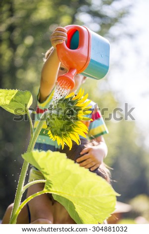 Young child sitting on the shoulder of a parent watering a sunflower from a bright red plastic water can on a hot sunny summer day.