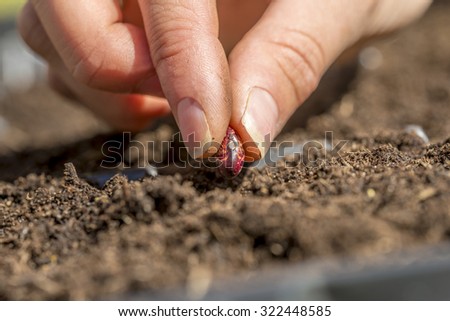 Closeup of female hand planting a seed of red bean in a fertile soil, conceptual of growth and agriculture.