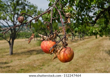 Rotting apples on a branch. Organic apple orchard in autumn. Circle of nature.