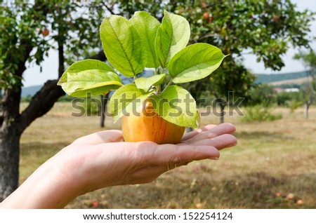 Freshly picked apple from the tree. Hand holding a beautiful ripe apple with leaves.