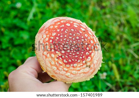 Hand holding a red poisonous mushroom. Close up on poisonous mushroom. Green grass background.