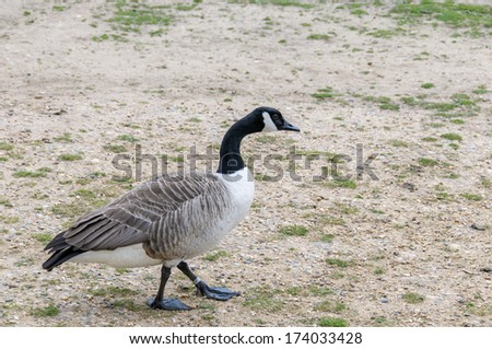 black and grey goose walking in a park
