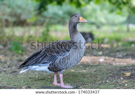 colourful goose stnading in regent park