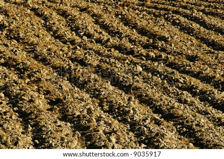 closeup picture of arable land