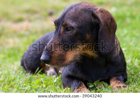 dachshund laying outside in the grass