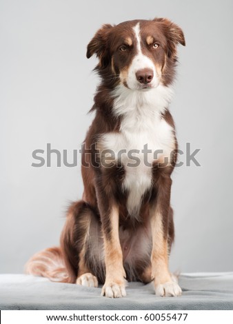 New World-Characters  Stock-photo-brown-border-collie-sitting-in-studio-60055477