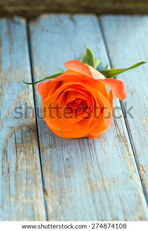 single orange rose on vintage turquoise wooden background with copy space