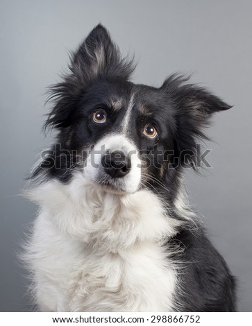 border-collie in studio with one ear up and down