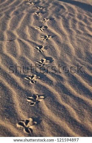 bird foot prints in the sand,close up view beach sand