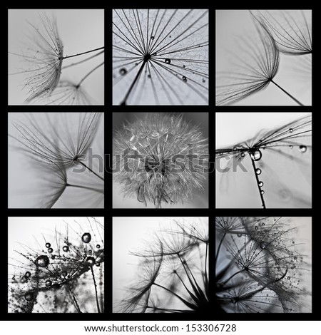 collage with photos of dandelions. artistic photos of dandelions