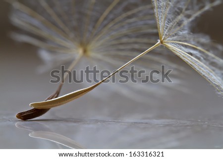[Obrazek: stock-photo-abstract-dandelion-flower-ba...316321.jpg]