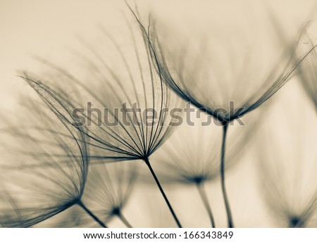 [Obrazek: stock-photo-abstract-dandelion-flower-ba...343849.jpg]