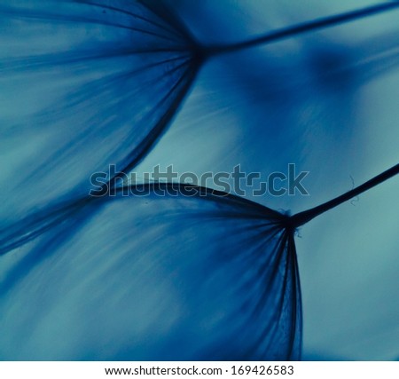 abstract dandelion flower background, extreme closeup with soft focus, beautiful nature details. Art photography