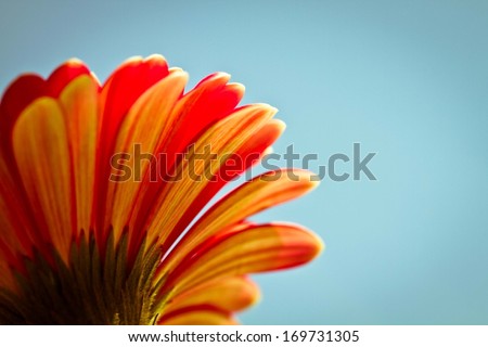 red flower background. Closeup of red gerbera flower.