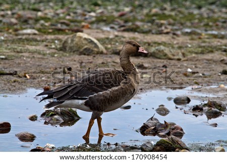 One duck standing on a beach